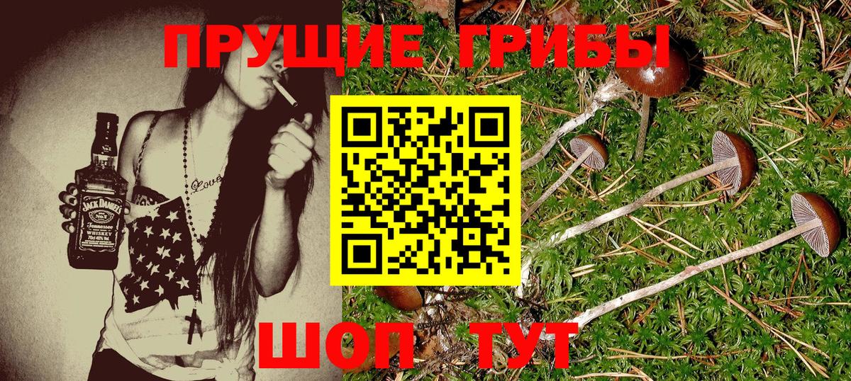 Галлюциногенные грибы Cubensis Пенза